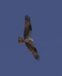 Bird Osprey