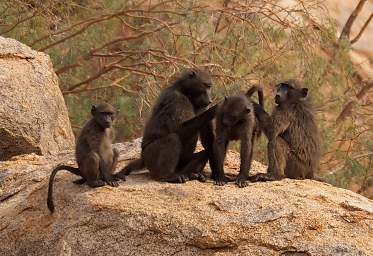 Brandberg Mtn Baboons