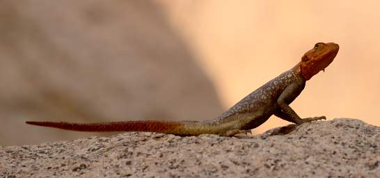 Brandberg Mtn Rock Agama