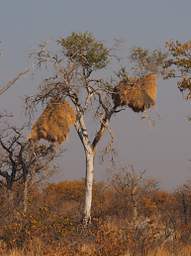 Sociable Weaver Nest