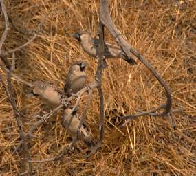 Sociable Weaver