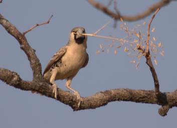 Sociable Weaver