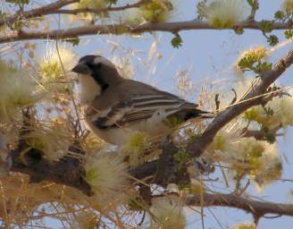 White Browed Sparrow Weaver