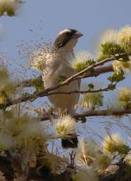 White Browed Sparrow Weaver