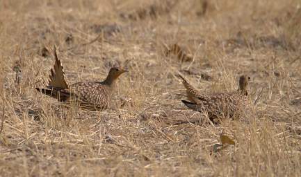 Namaqua Sandgrouse