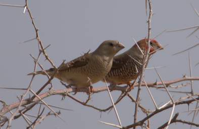 Red Headed Finch