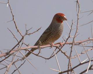 Red Headed Finch