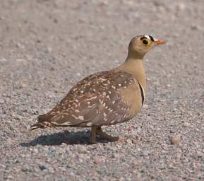 Double Banded Sandgrouse