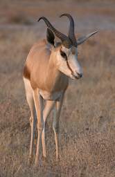 Etosha Springbok