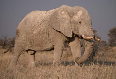 Etosha Elephant