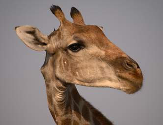 Etosha Giraffe