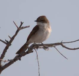 Etosha Bird Xxx