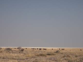 Etosha Salt Pan Wildebeest