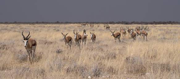 Etosha Springbok