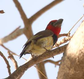 Black Collared Barbet