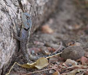 Xxx Southern Rock Agama