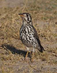 Groundscraper Thrush