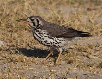 Groundscraper Thrush