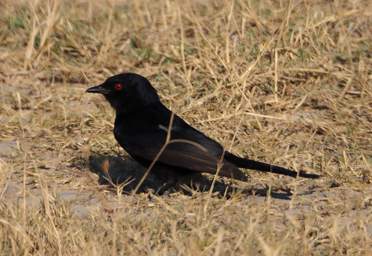 Xxx Starling Drongo