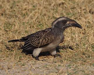 African Grey Hornbill