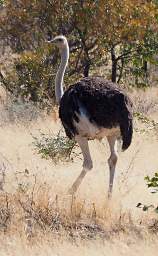 Common Ostrich