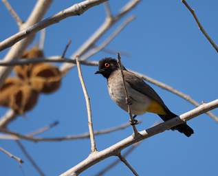 African Red Eyed Bulbul