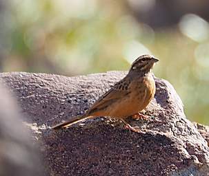 Peet Alberts Koppie Bird Cinnamon Breasted Bunting