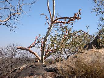 Mountain Chestnut