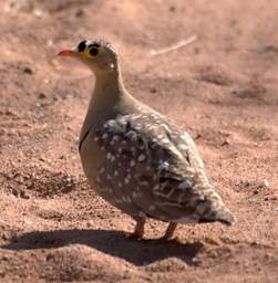 Double Banded Sandgrouse