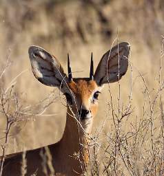 Huab Duiker