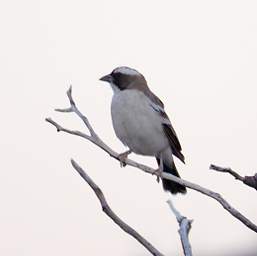 White Browed Sparrow Weaver