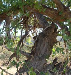 Huab Bones From Leopard Kill