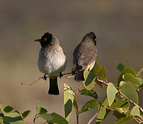 African Red Eyed Bulbul