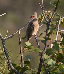 Red Faced Mousebird