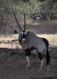 Oryx