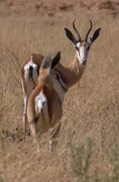 Springbok