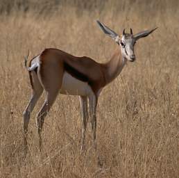 Springbok Fawn