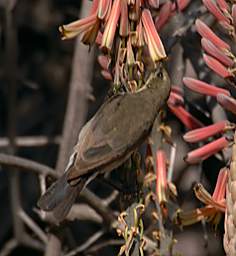 Dusky Sunbird