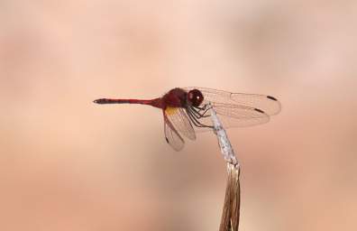 Huab Orange Dragonfly