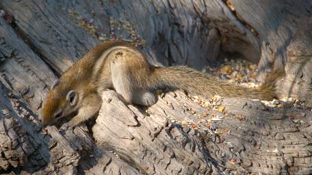 Huab African Striped Ground Squirrel