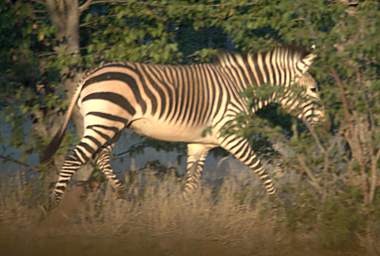 Huab Hartmans Mountain Zebra