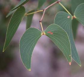 Mopani Tree Leaves