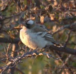 White Browed Sparrow Weaver