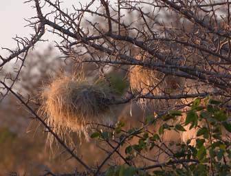 Weaver Nests