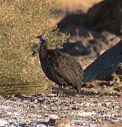 Helmeted Guinea Fowl