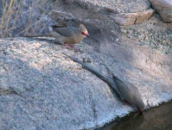 Red Faced Mousebird