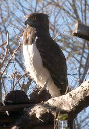 Black Chested Snake Eagle