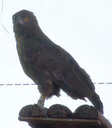 Brown Snake Eagle