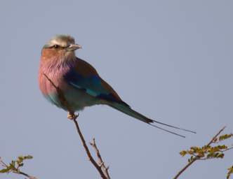 Lilac Breasted Roller