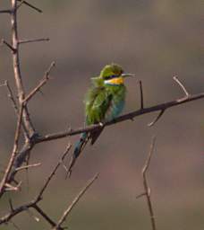 Swallow Tailed Bee Eater